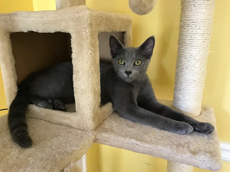 Chessie, Eric's Russian Blue cat